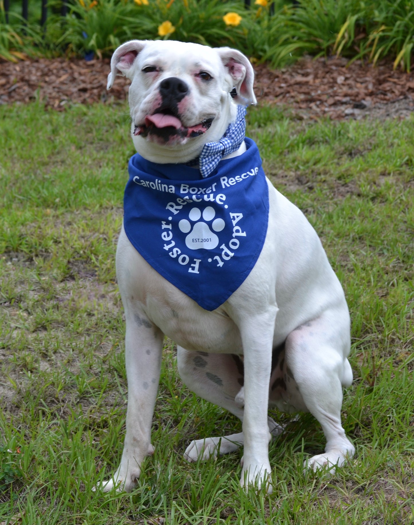 Bandana