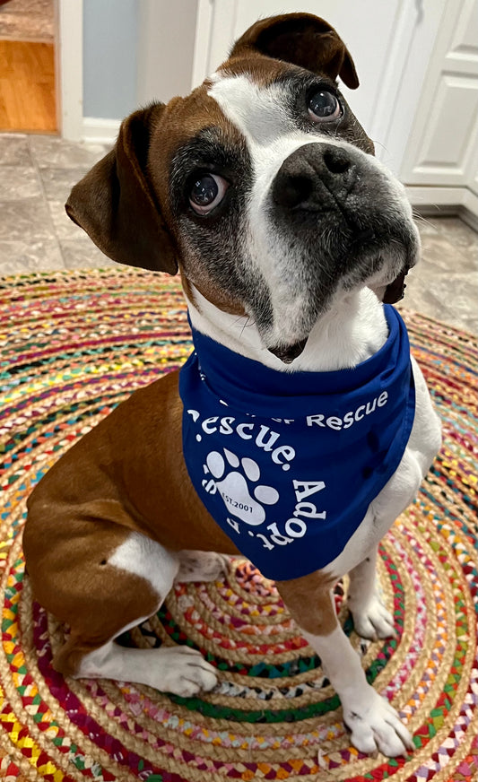 CBR Bandana